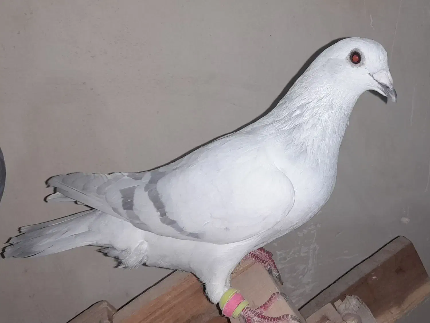 دم سفید و پاکستانی|پرنده|تربت‌حیدریه, بالا ولایت|دیوار