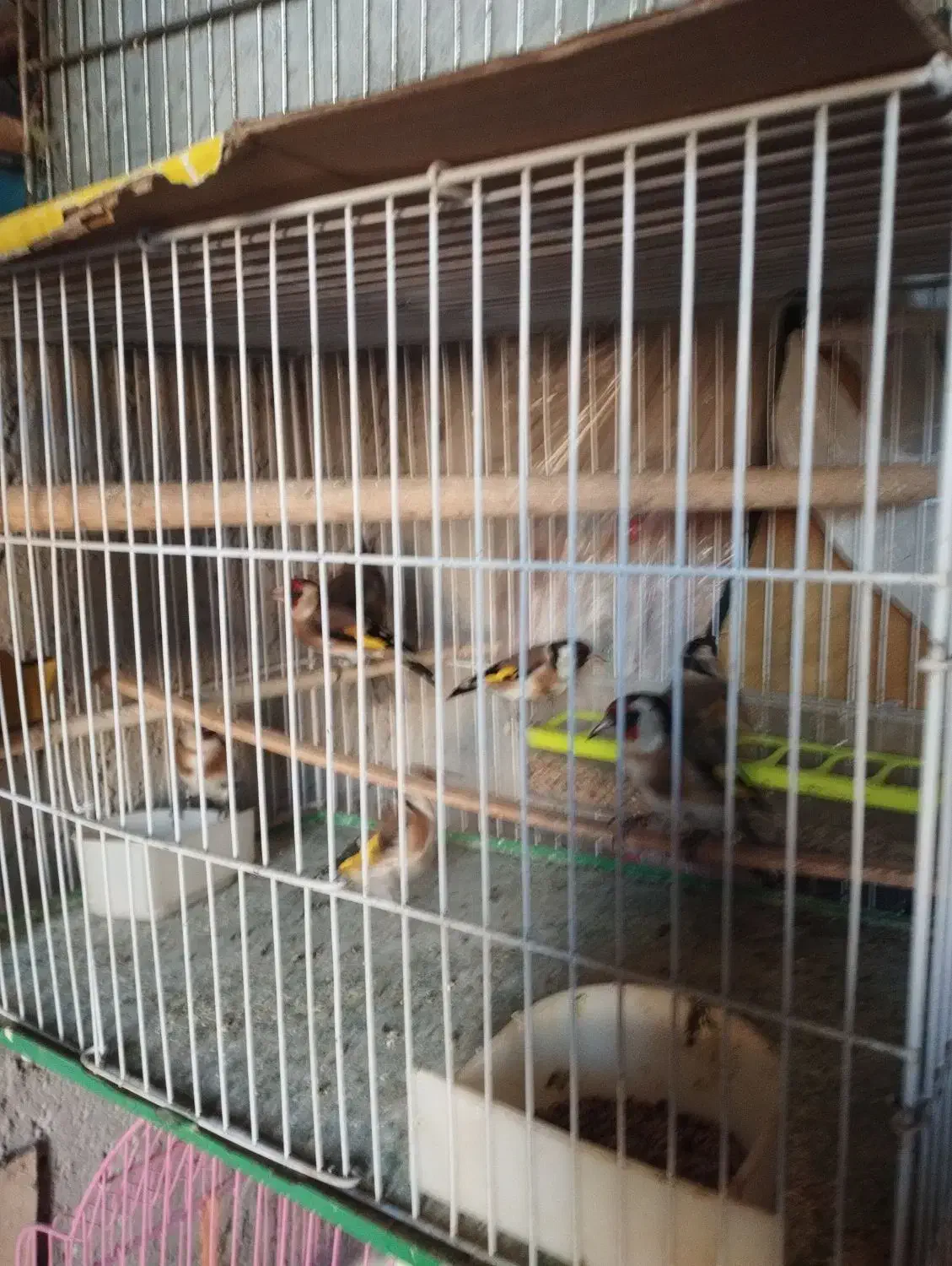 هفت تا سهره و دو تا سهره خاکی|پرنده|مشگین شهر, |دیوار