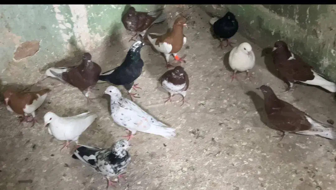 کبوتر پرشی رنگی دم سفید تهرانی|پرنده|آبیک, |دیوار