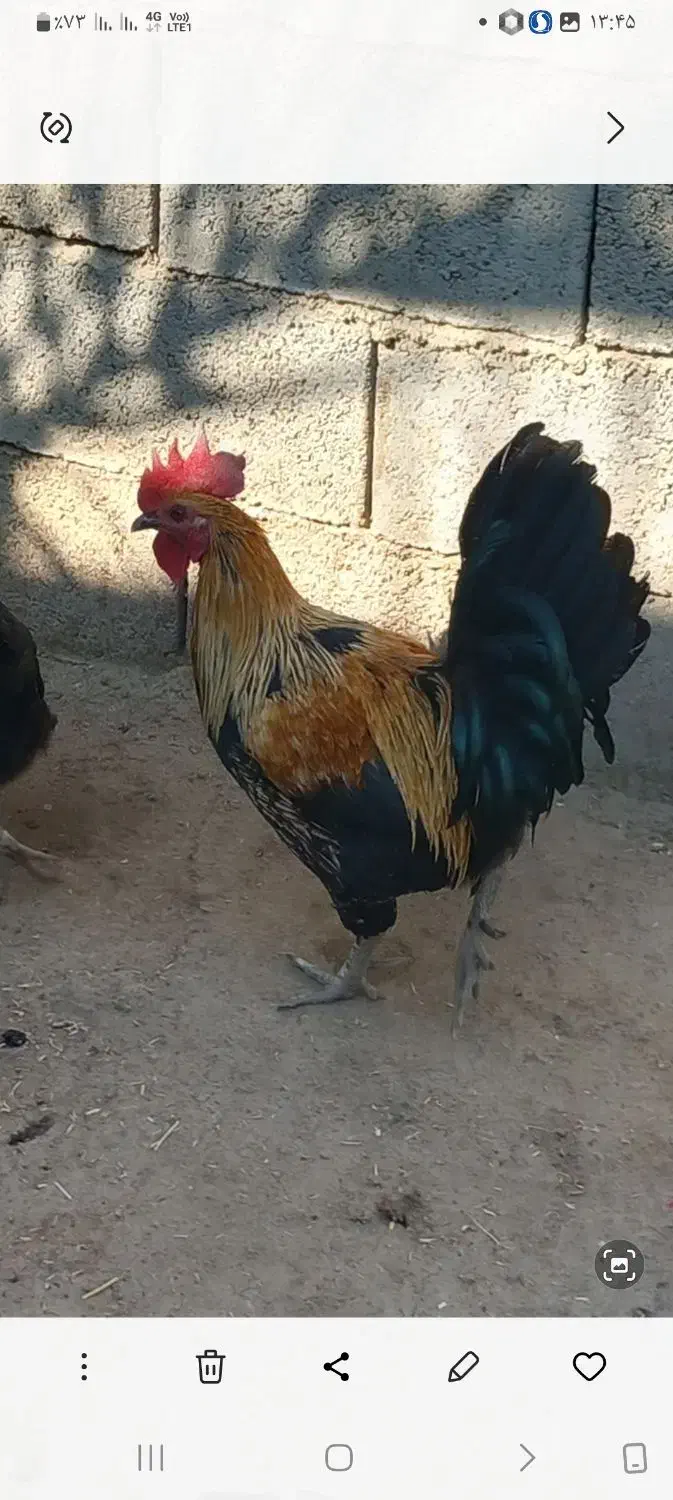 خروس فروشی|حیوانات مزرعه|کوه چنار, |دیوار