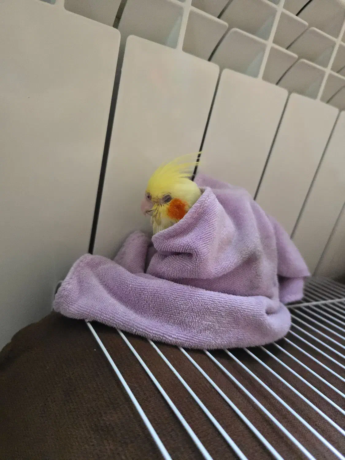 پرنده|پرنده|لاهیجان, یوسف آباد|دیوار