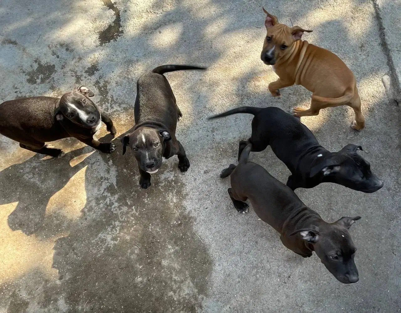 توله ۷۰روزه پیتبول فروشی قیمت توافقی|سگ|ساری, |دیوار