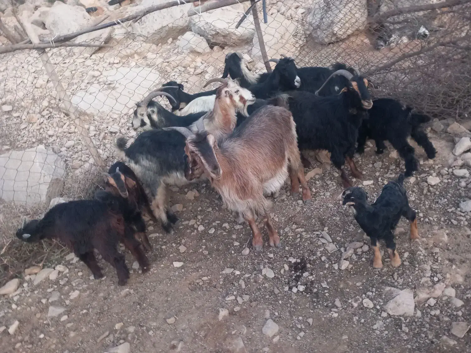 بز کهره دار|حیوانات مزرعه|کازرون, |دیوار