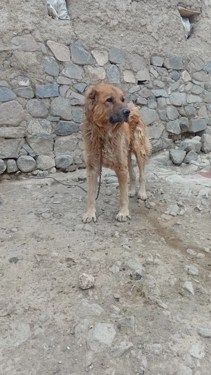 سرابی نژاد قدیم|سگ|اردبیل, |دیوار