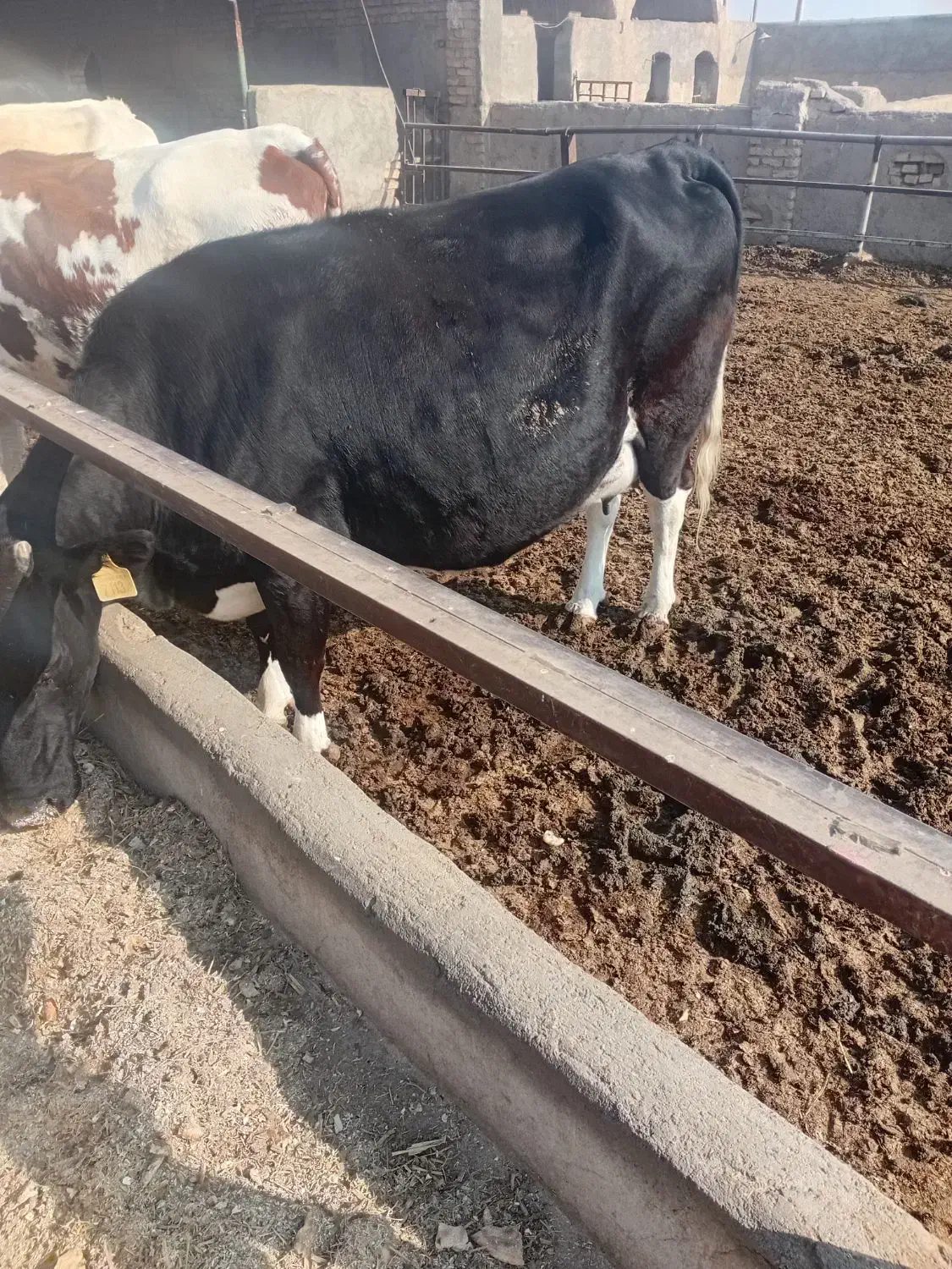 گاو آبستن سنگین|حیوانات مزرعه|جوادآباد, |دیوار