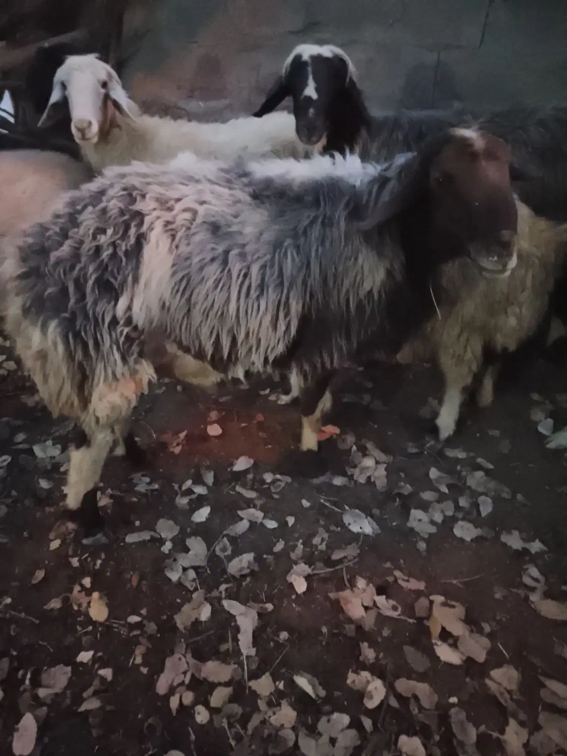 قوچ گله|حیوانات مزرعه|مارگون, |دیوار