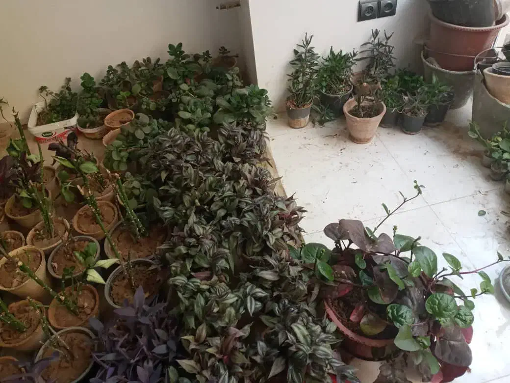 تعدای گل آپارتمانی فروش به صورت یکجا|گل و گیاه طبیعی|خمینی‌شهر, |دیوار