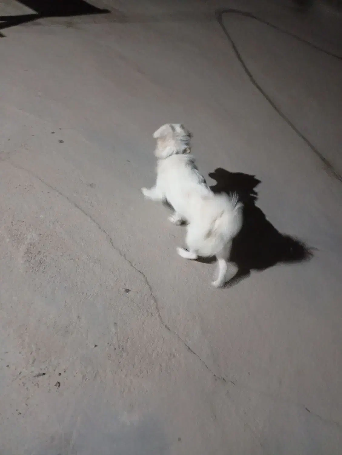 سگ پاکوتاه|سگ|ریگ, |دیوار