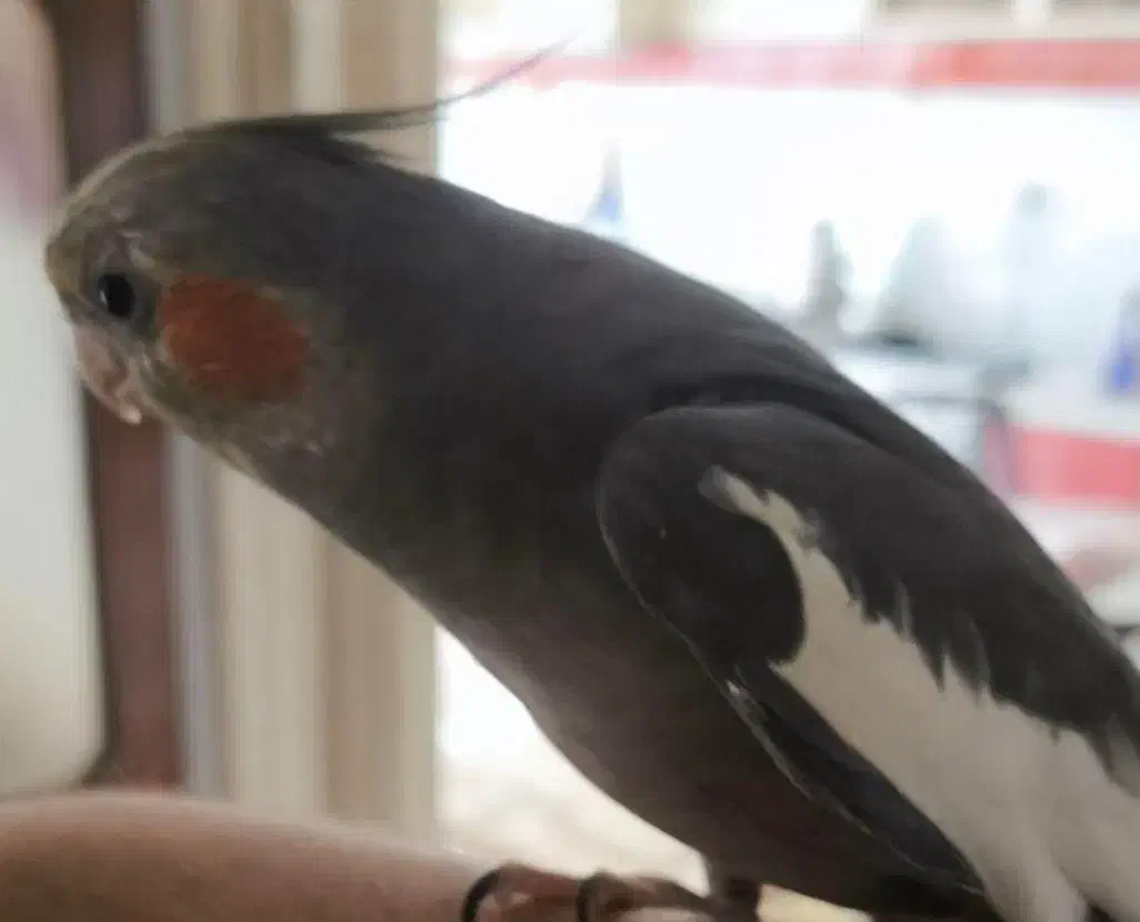 یه جفت عروس هلندی|پرنده|انزل, |دیوار