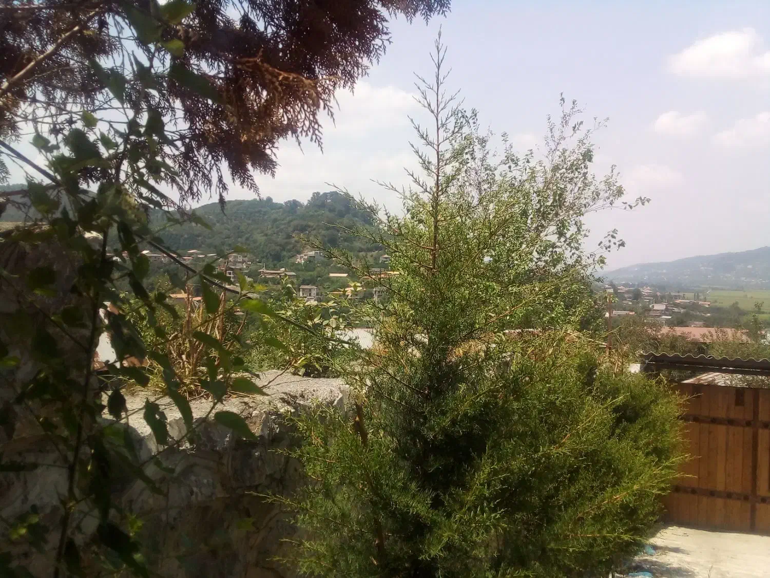 روغن سیاه دانه جهت چکاراست|فعالیت داوطلبانه تحقیقاتی|تهران, آذری|دیوار