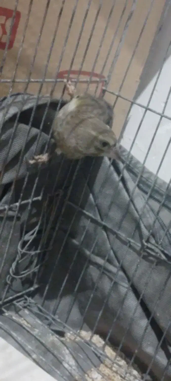 سهره  نر اروپایی|پرنده|اردکان, |دیوار