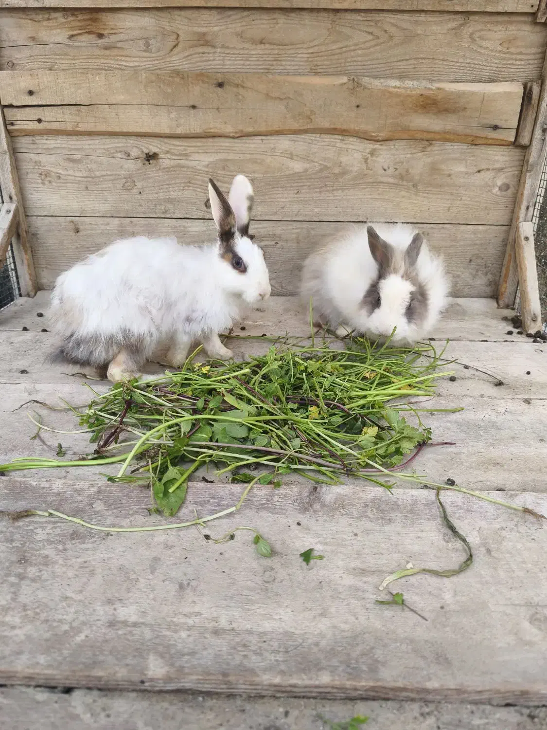 جفت خرگوش پشمالو|موش و خرگوش|قشم, |دیوار