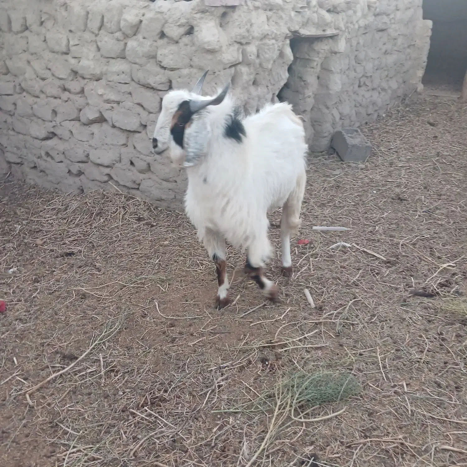 بز نر|حیوانات مزرعه|هامون, |دیوار