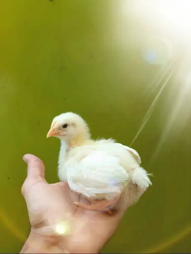 رنگی رنگی اردک بوقلمون جوجه گوشتی|حیوانات مزرعه|کرمان, |دیوار