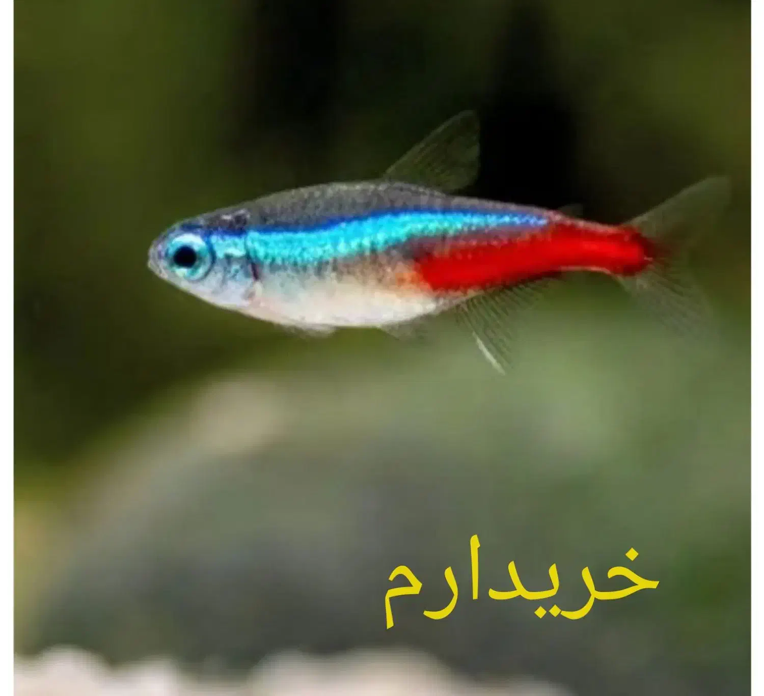 تترا نئون،کاردینال|ماهی|شیراز, شریف‌آباد|دیوار