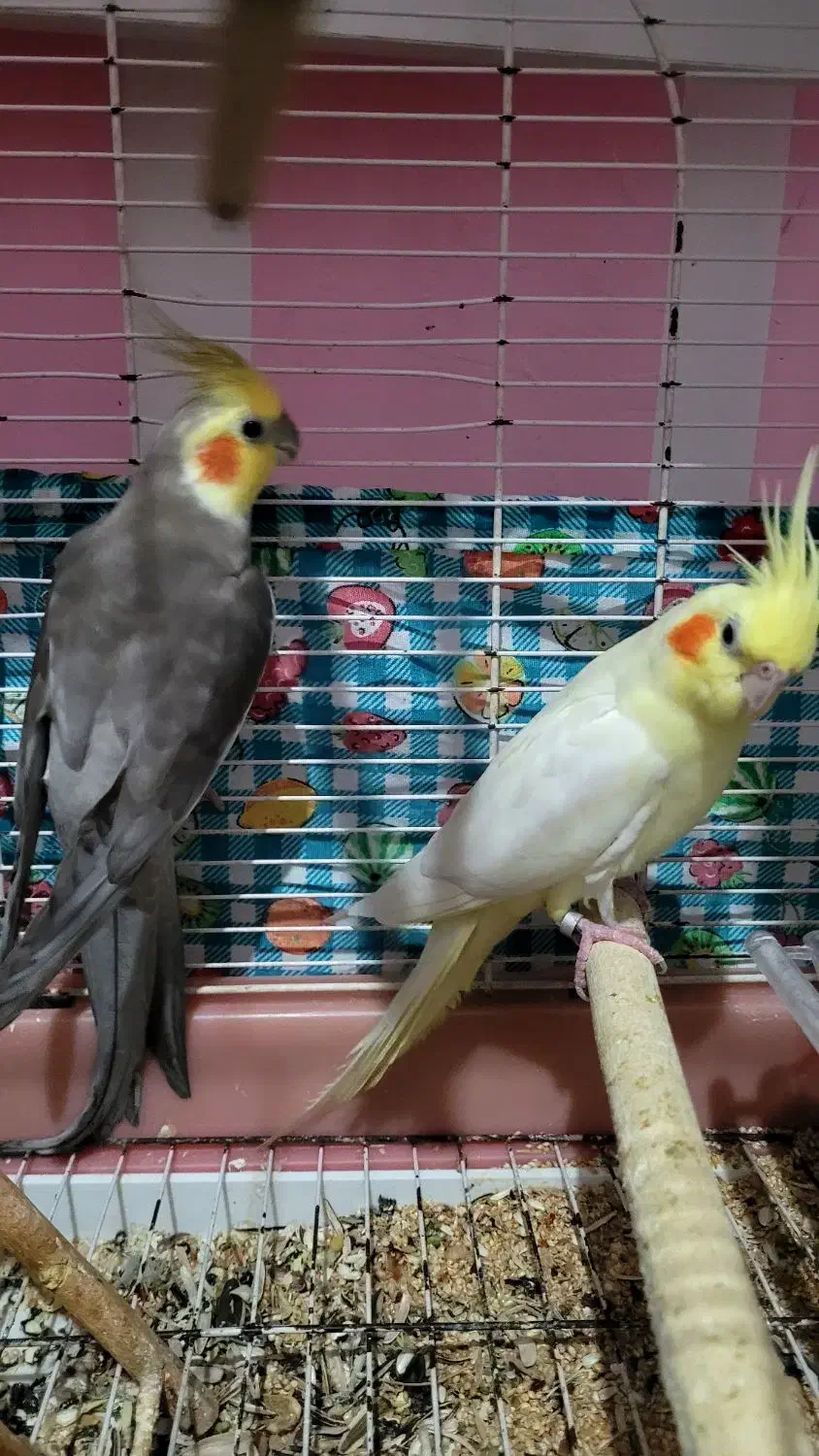 فروش یکجفت عروس هلندی مولد|پرنده|قشم, |دیوار