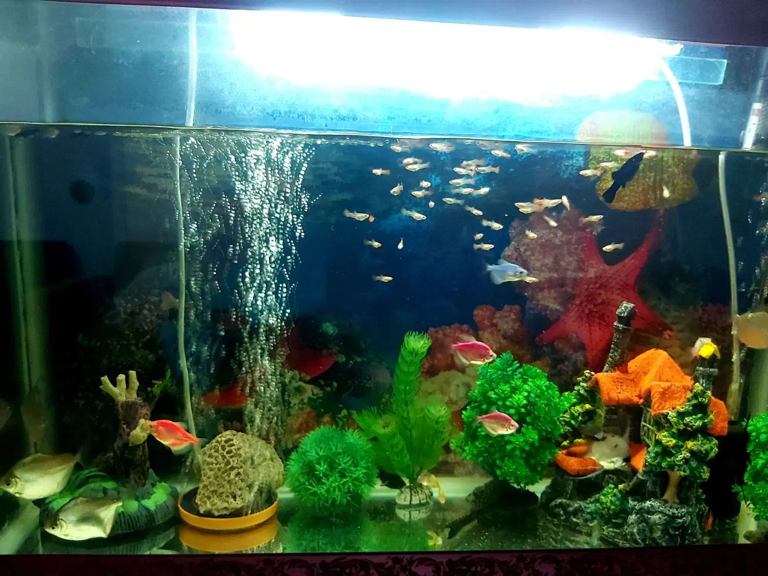 ماهی آکواریومی گیاه خوار و غاز|ماهی|مرودشت, دولت آباد|دیوار