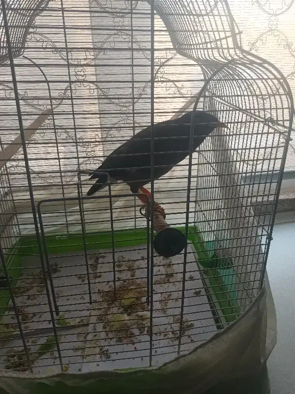 فروش مرغ مینا سخنگو|پرنده|تهران, یافت‌آباد|دیوار