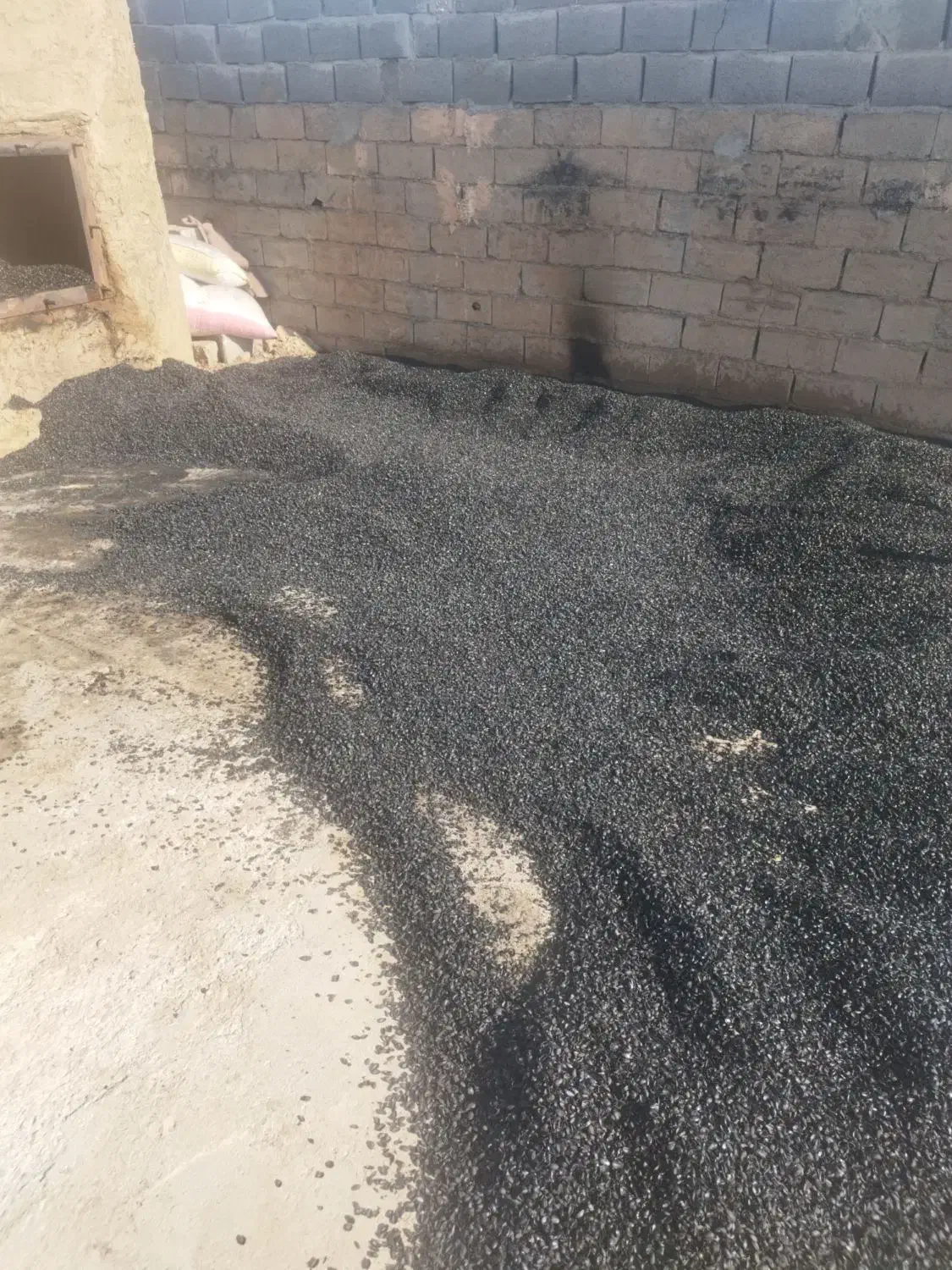 کربن پسته|عمدهفروشی|سبزوار, قصبه غربی|دیوار