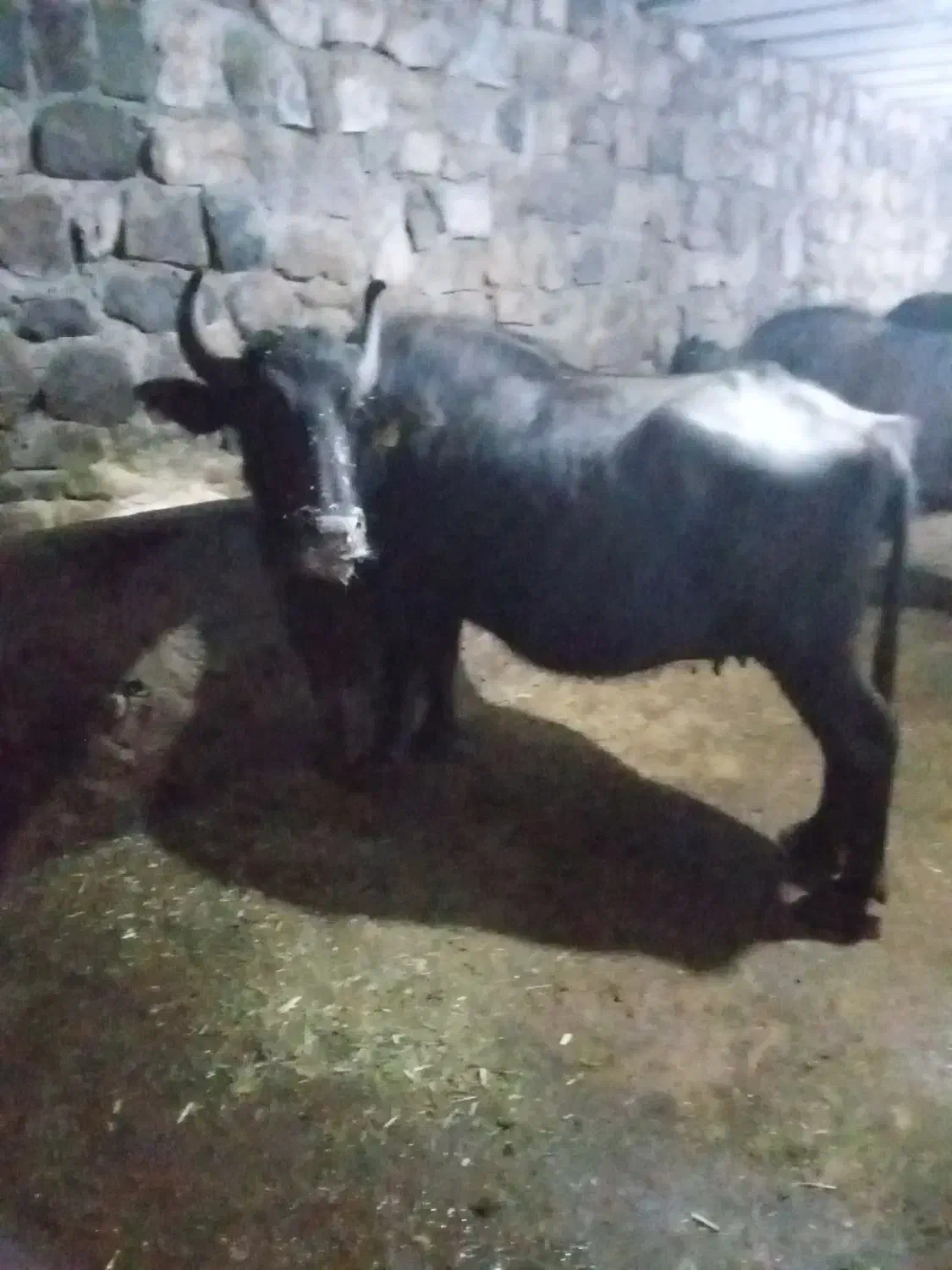 گاومیش|حیوانات مزرعه|ترکمانچای, |دیوار