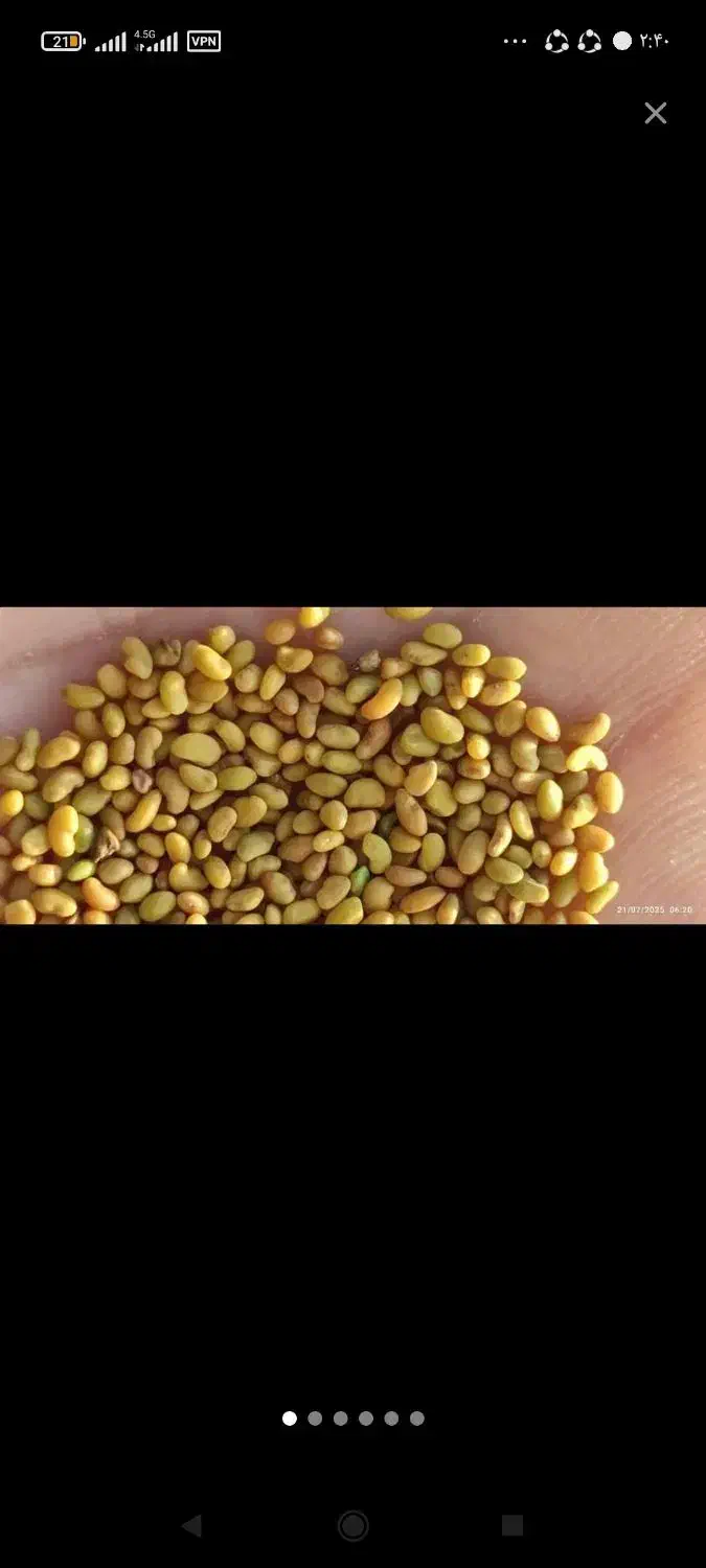 بذر یونجه برای فروش|خدمات باغبانی و درختکاری|دوگنبدان, |دیوار