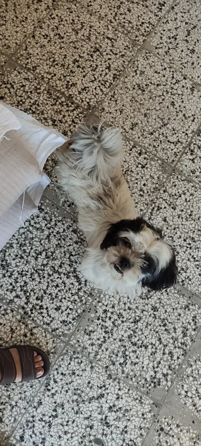 سگ خونگی تربیت شده|سگ|بهشهر, |دیوار