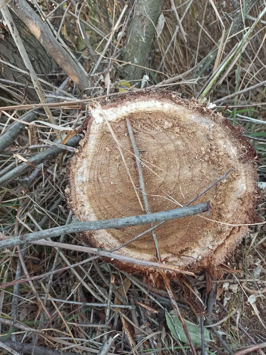 اره شارژی|ابزارآلات|خدا آفرین, |دیوار