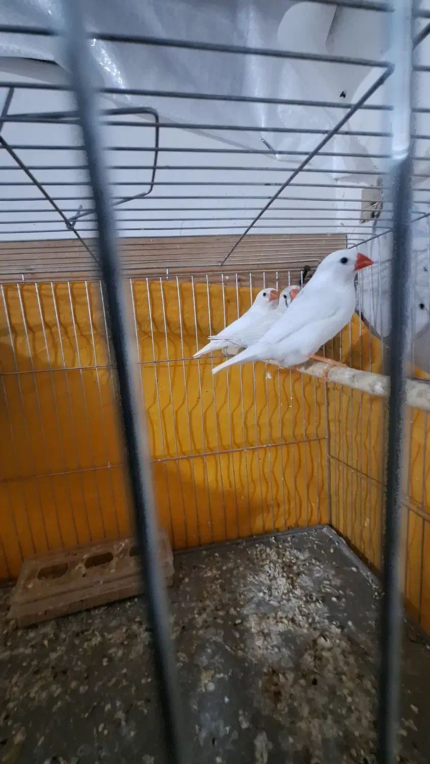 فنچ سانان|پرنده|رشت, کوی مهر|دیوار