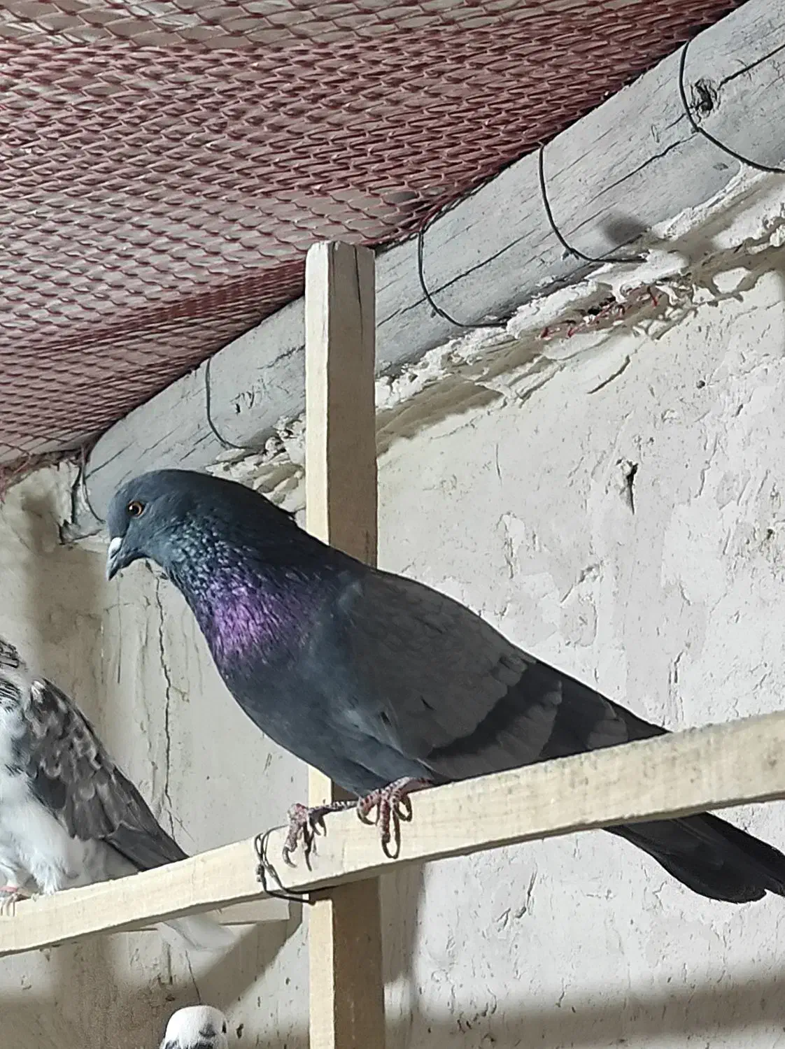 کفتر|پرنده|نهاوند, |دیوار