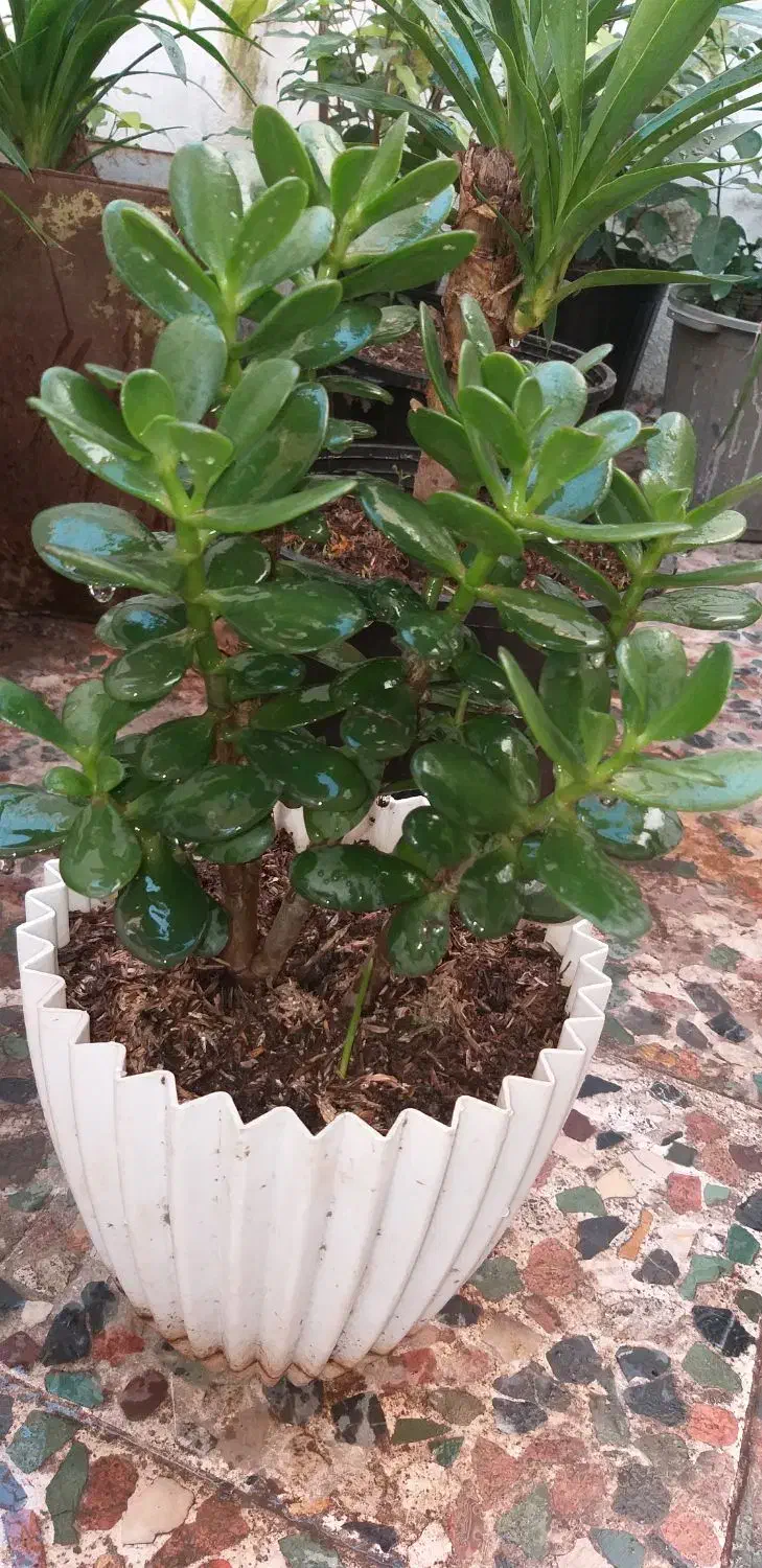 تعدادی گل|گل و گیاه طبیعی|رشت, کوی فکوری|دیوار