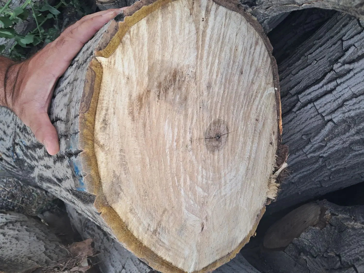 بالاترین خریدار چوب خرید چوب چنار گردو کاج و...|خدمات باغبانی و درختکاری|تهران, اتحاد|دیوار