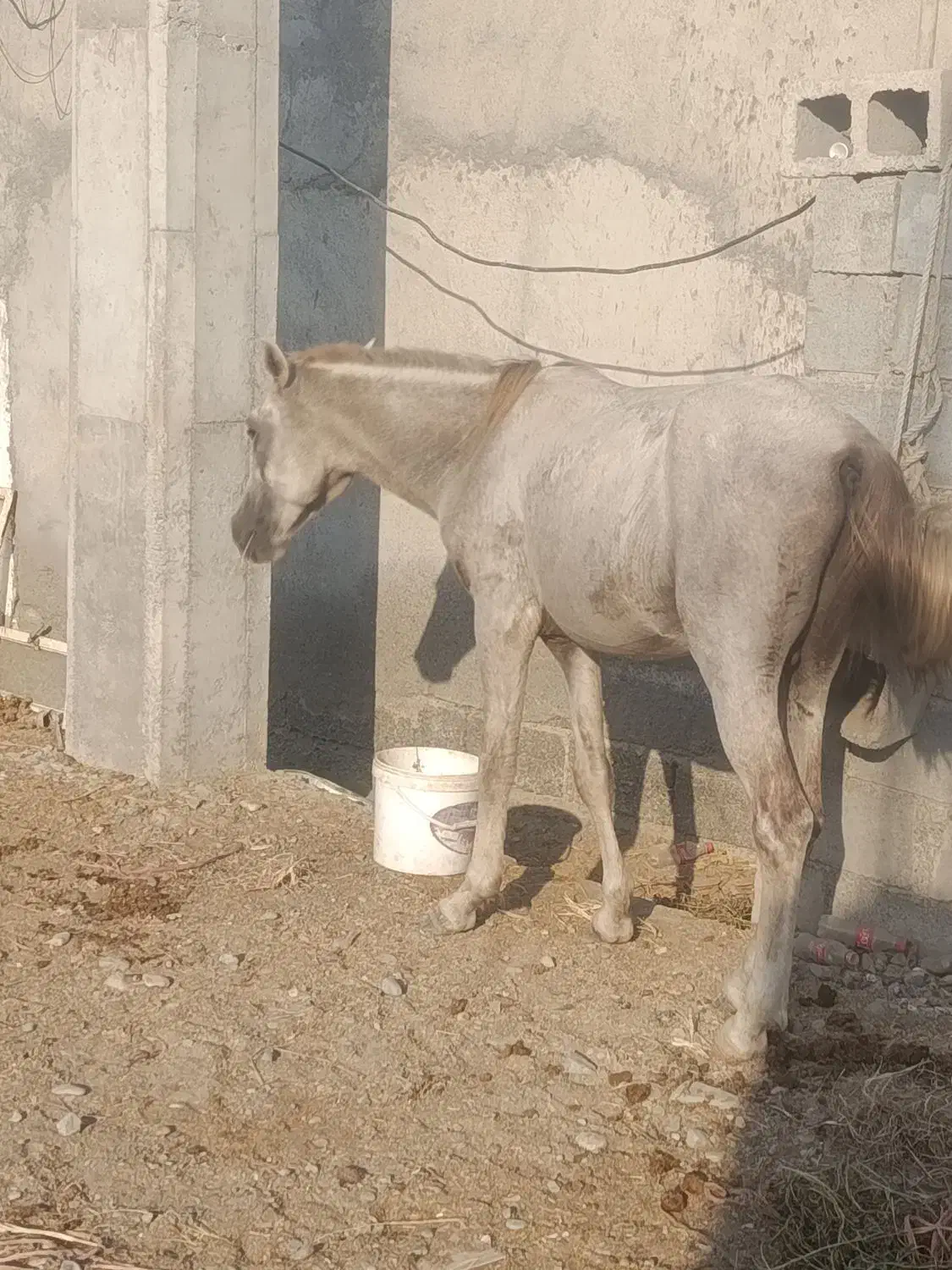 نریان کورد|اسب و تجهیزات اسب‌سواری|میناب, |دیوار