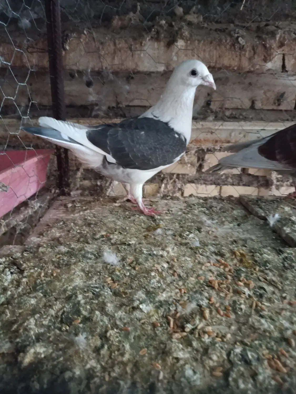 کبوتر|پرنده|شوشتر, |دیوار