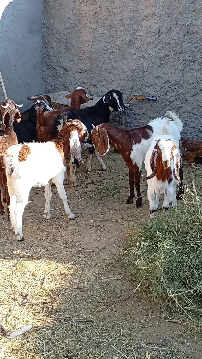 11نر بزغاله پاکستانی بزرگ نژاد شیرا دوقلو زا|حیوانات مزرعه|مشهد, هفده شهریور|دیوار