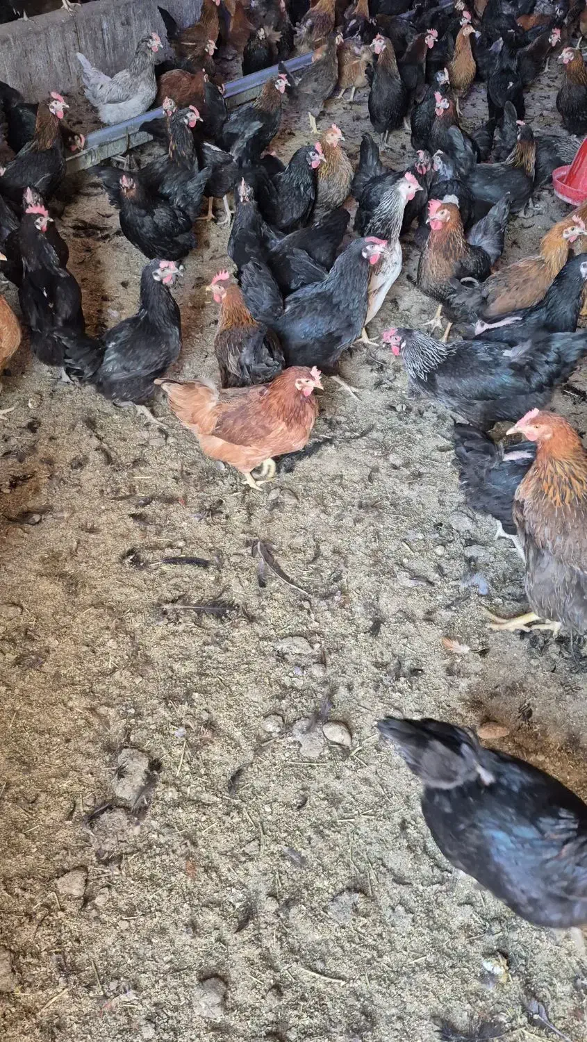 فروش تعداد ۱۰۰ قطعه مرغ ۱۱ ماهه گلپایگانی|حیوانات مزرعه|قنوات, |دیوار