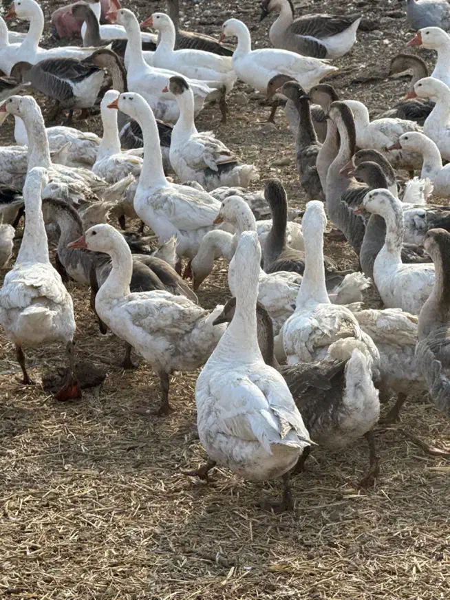 غاز محلی و قوغاز مولد و پرواری|حیوانات مزرعه|جوادآباد, |دیوار