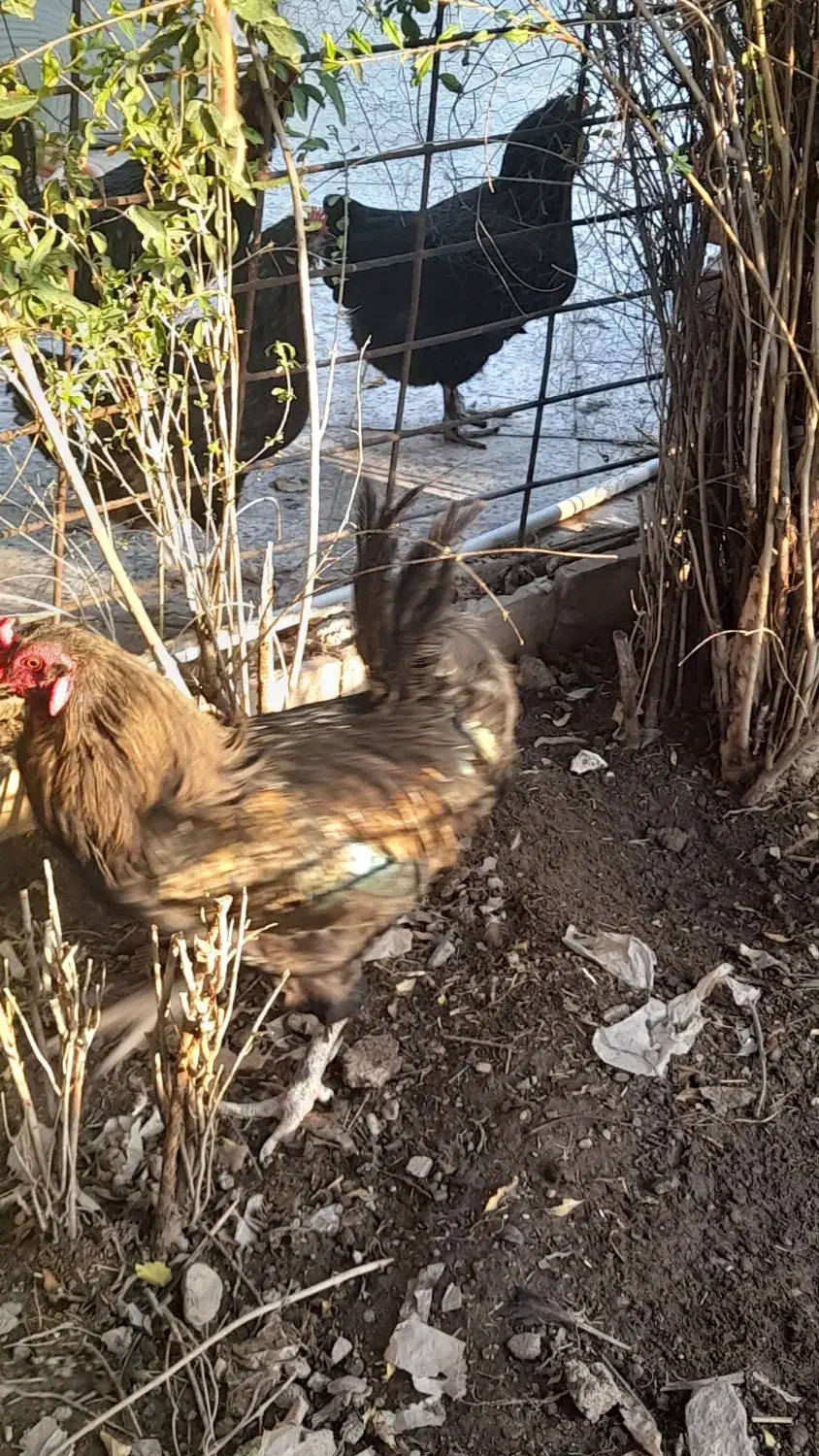 خروش محلی خوش خوراک|حیوانات مزرعه|مسجد سلیمان, |دیوار