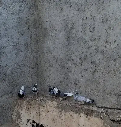 کبوتر|پرنده|قشم, |دیوار