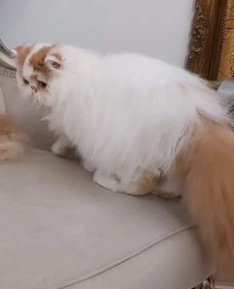 گربه پرشین نر از پدر و مادر وارداتی|گربه|تهران, شهرک نفت|دیوار