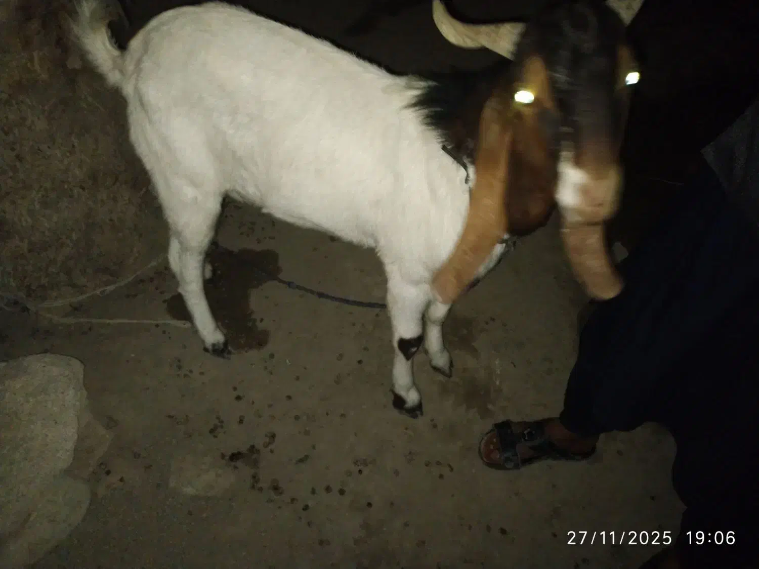 بز نر پاکستانی|حیوانات مزرعه|ساربوک, |دیوار