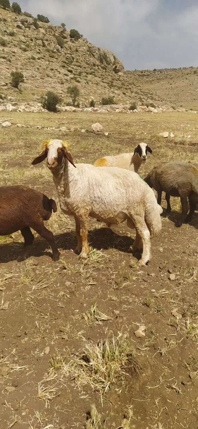 یه عدد ورن سنجابی فروش|حیوانات مزرعه|سرپل ذهاب, |دیوار