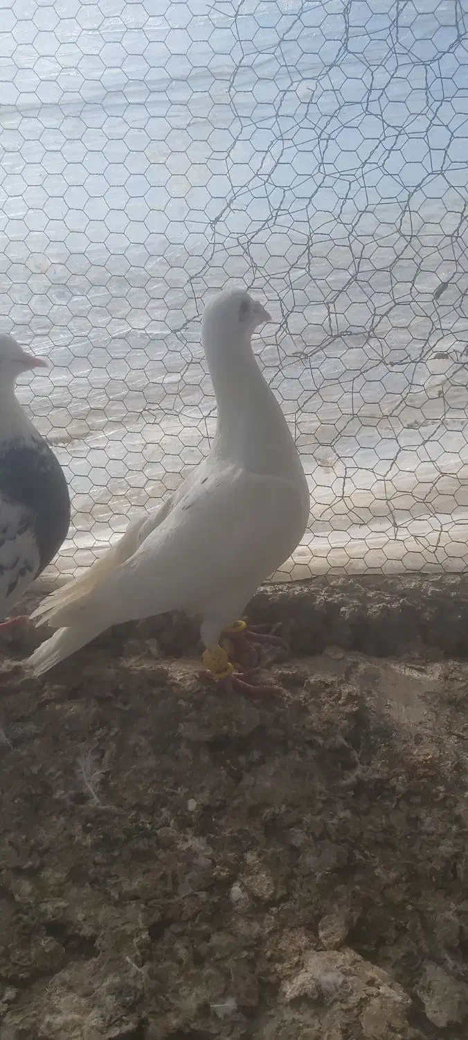 کبوتر پرشی|پرنده|الوند, |دیوار