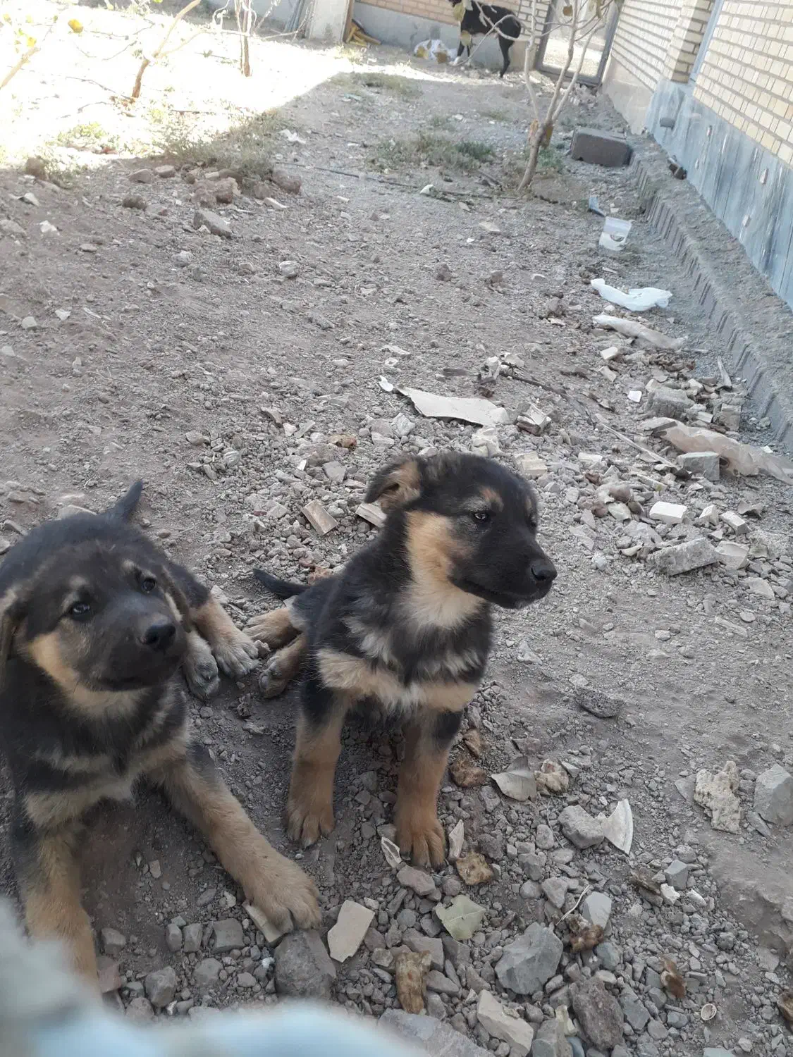 سگ نگهبان واگذاری|سگ|زرندیه, |دیوار