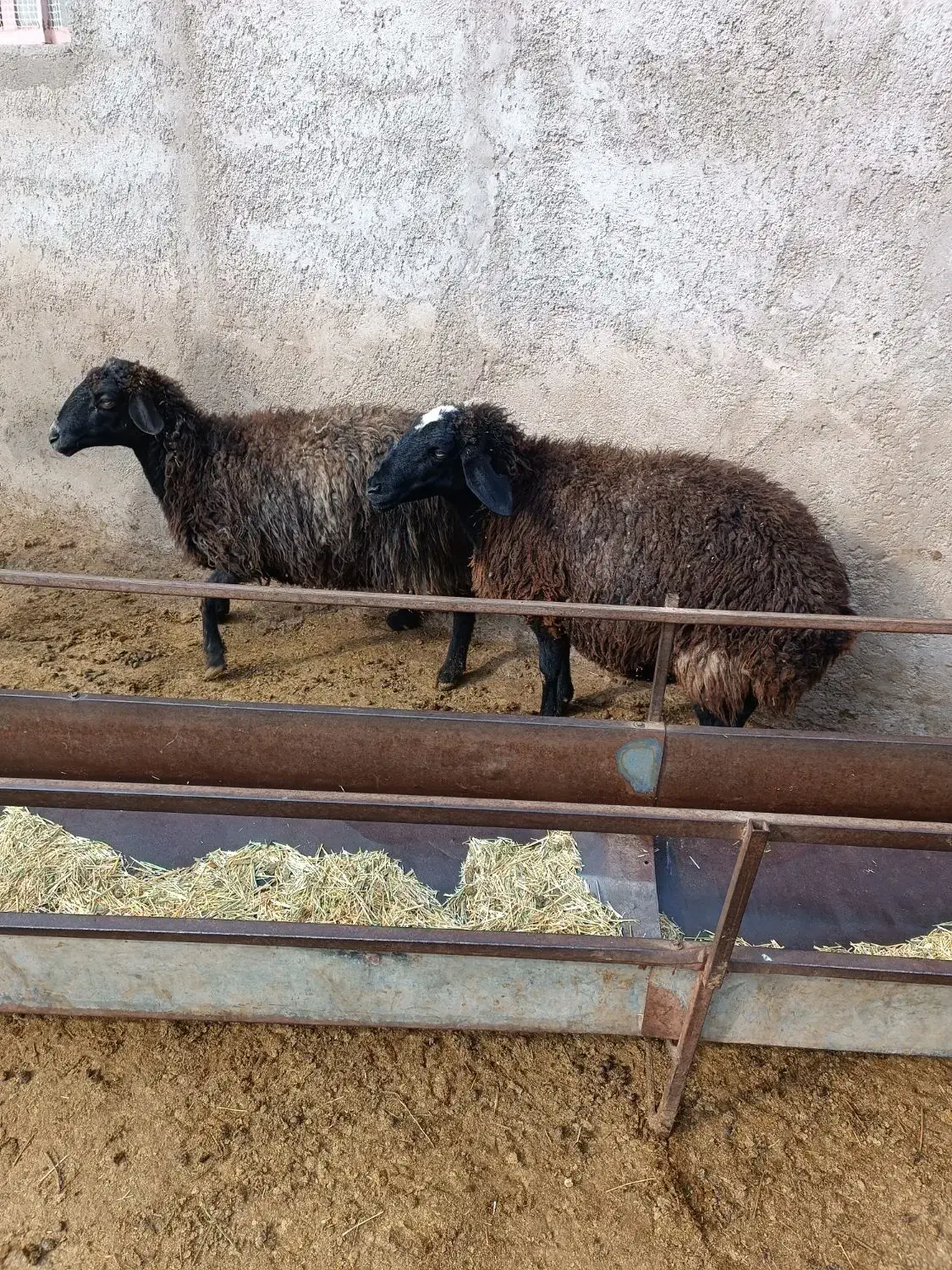 گوسفند|حیوانات مزرعه|تاکستان, |دیوار