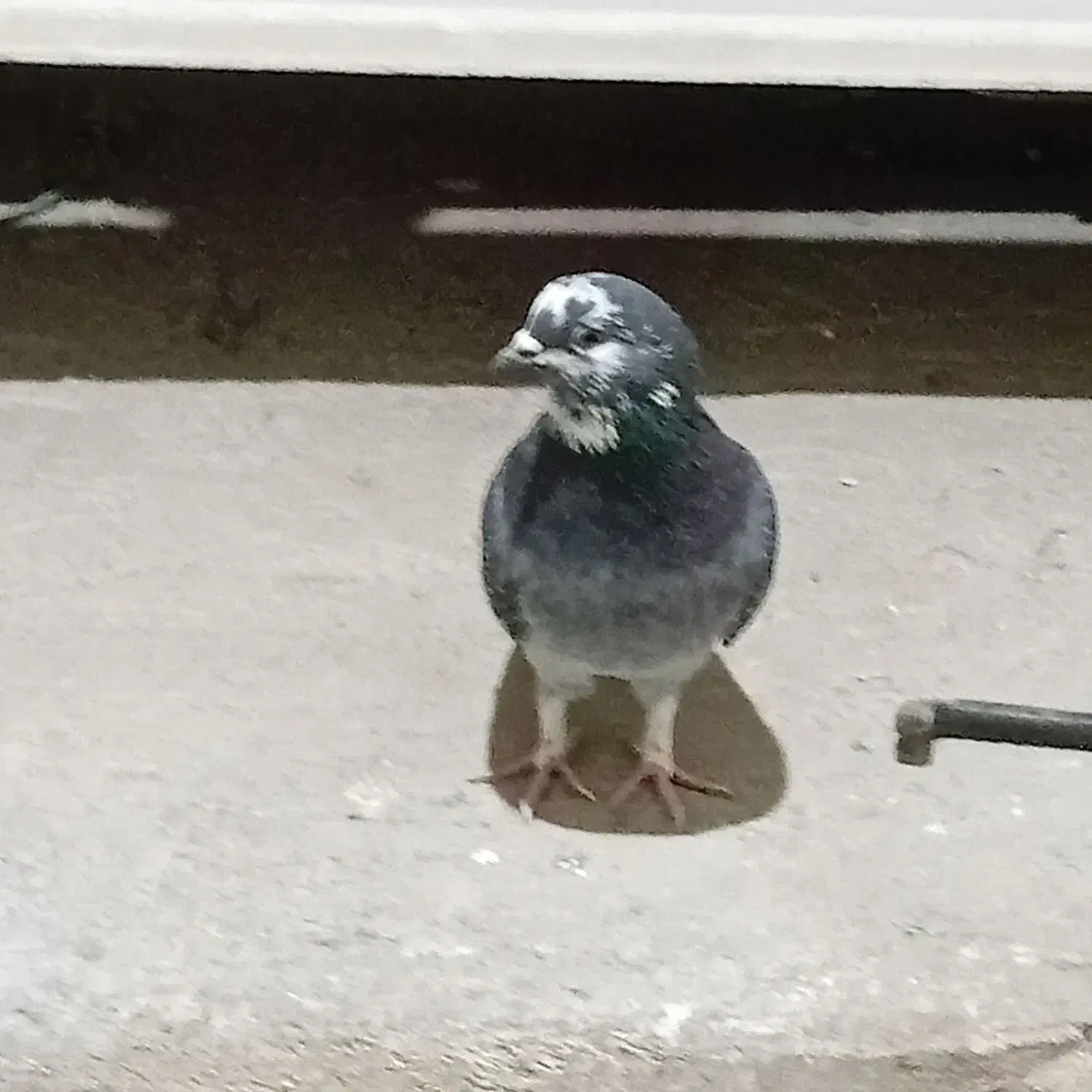 کبوترگرفتنی|پرنده|فشاپویه, |دیوار