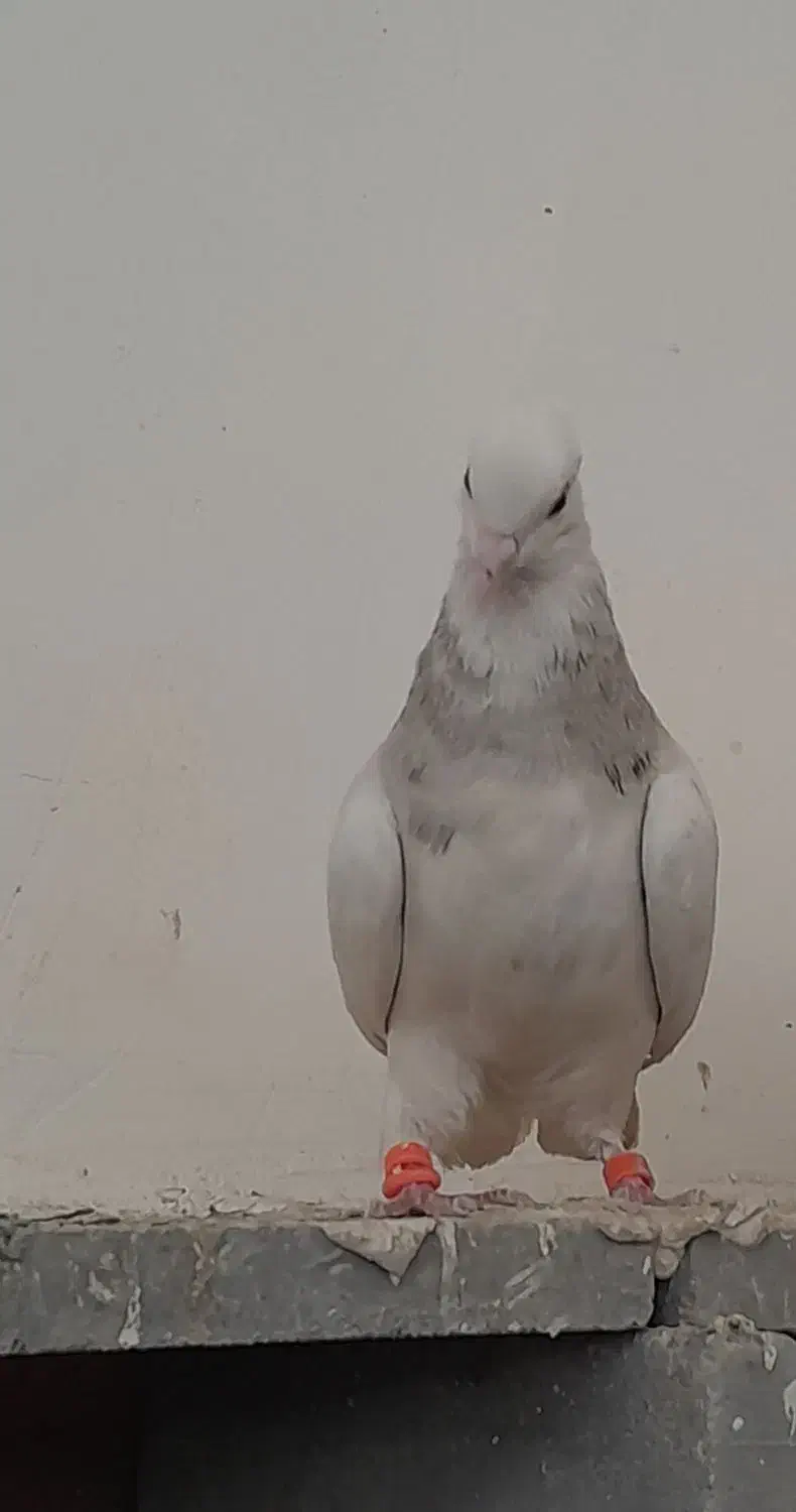 کبوتر|پرنده|دورود, |دیوار