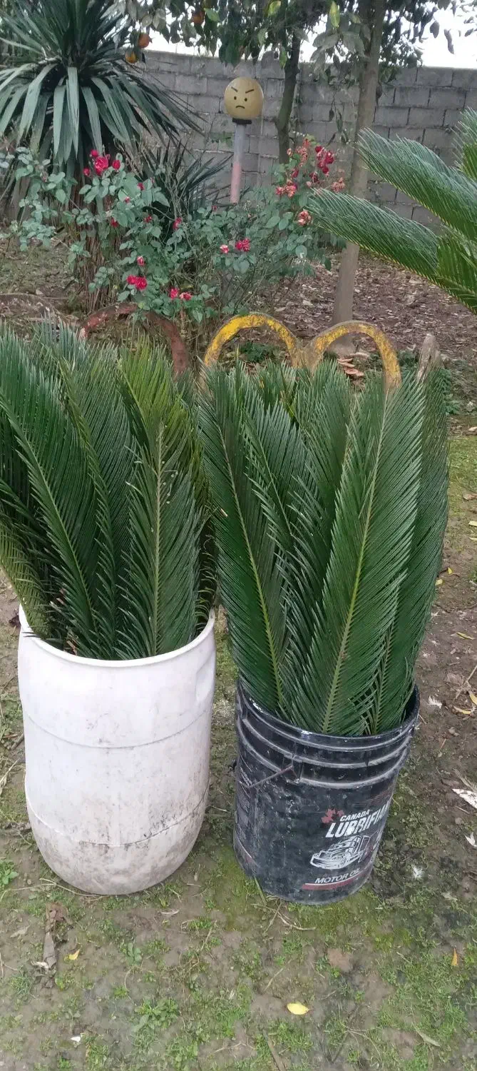 سیکاس|گل و گیاه طبیعی|سنگر, |دیوار