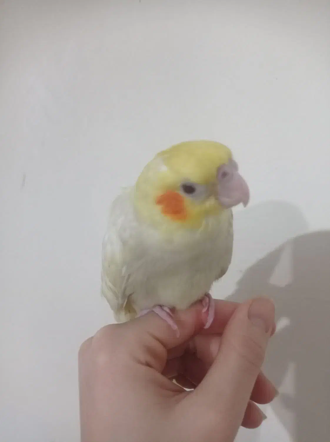 جوجه البینو معاوظه|پرنده|پاکدشت, پاکدشت (مامازند)|دیوار