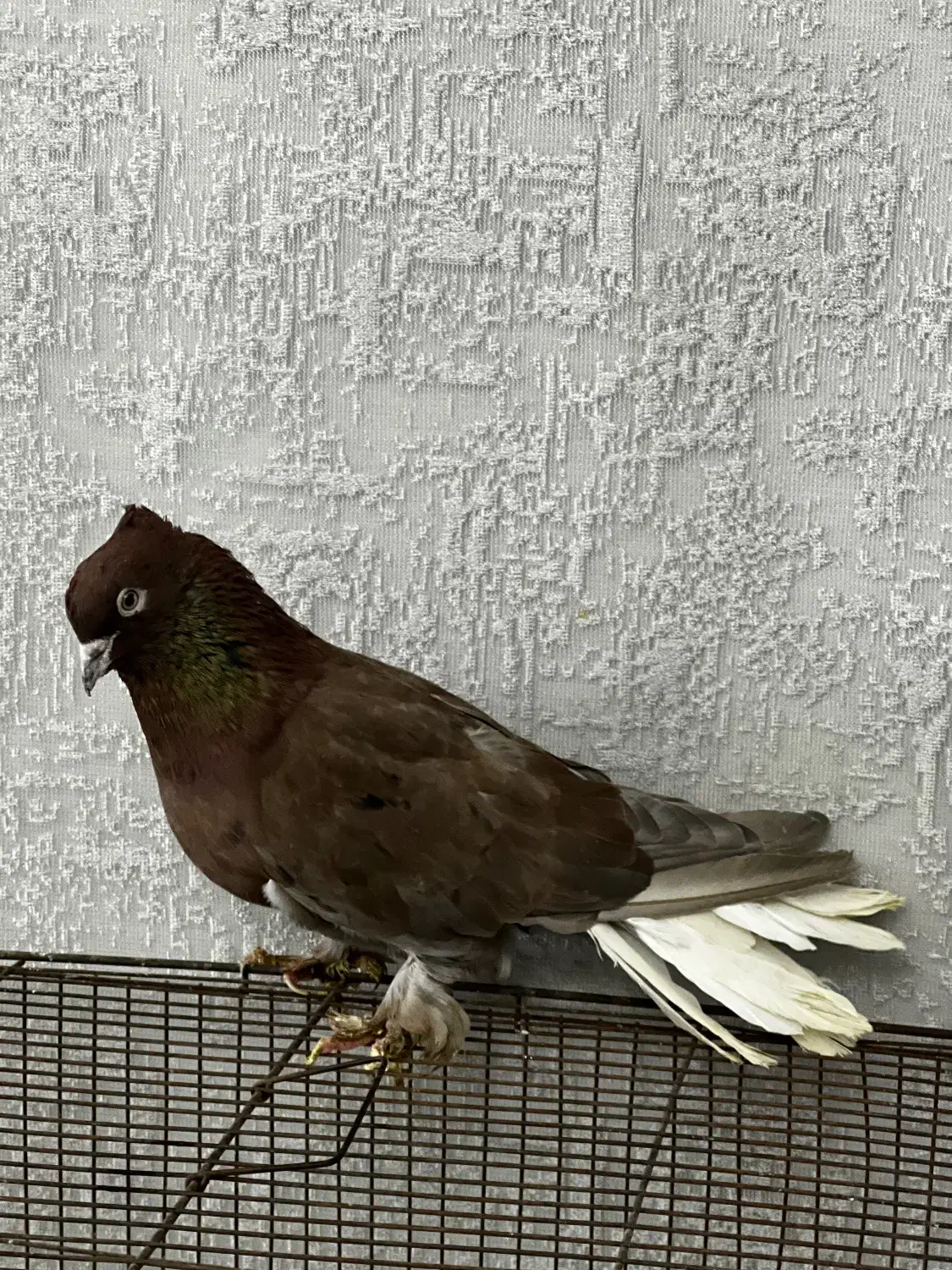 16عدد کفتر آس یجایی کبوتر یکی از یکی بهتر|پرنده|تهران, شهید رجایی|دیوار