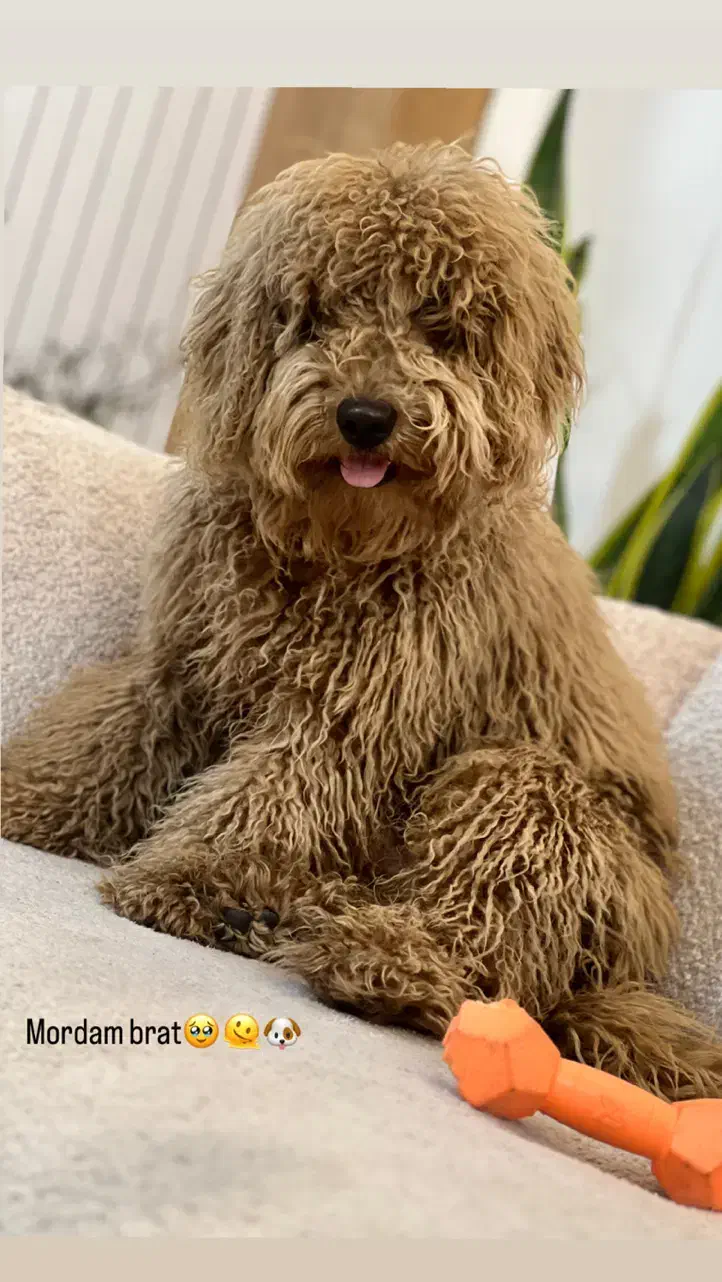 پودل توی|سگ|رباط‌کریم, نصیرشهر|دیوار